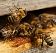 프로폴리스 효능