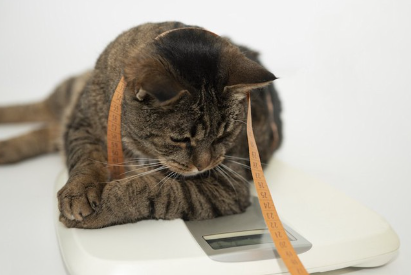 머리에 메이저를 올리고 체중계를 타고 있는 고양이.