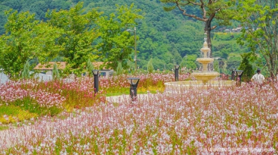 용인 자작나무 숲 입장료