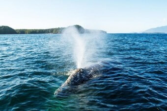 서퍼런-바다에서-고래가-하얀-물줄기를-뿜어올리는-모습