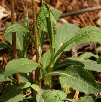 취나물 효능 부작용 칼로리 고르는법