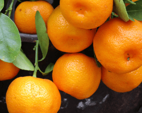 생방송오늘저녁 논산 황금향 택배 주문