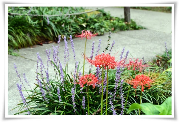 화초 "맥문동" 사계절 내내 우아한, 척박한 땅에서도 꽃 피우는 생명력!