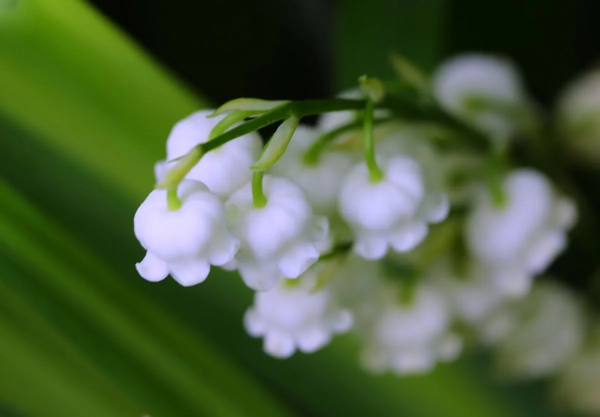 은방울꽃 꽃말 봄 꽃 꽃말 모음_6