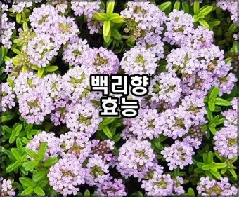 백리향 키우는 법 집에서 재배법 꿀팁_18