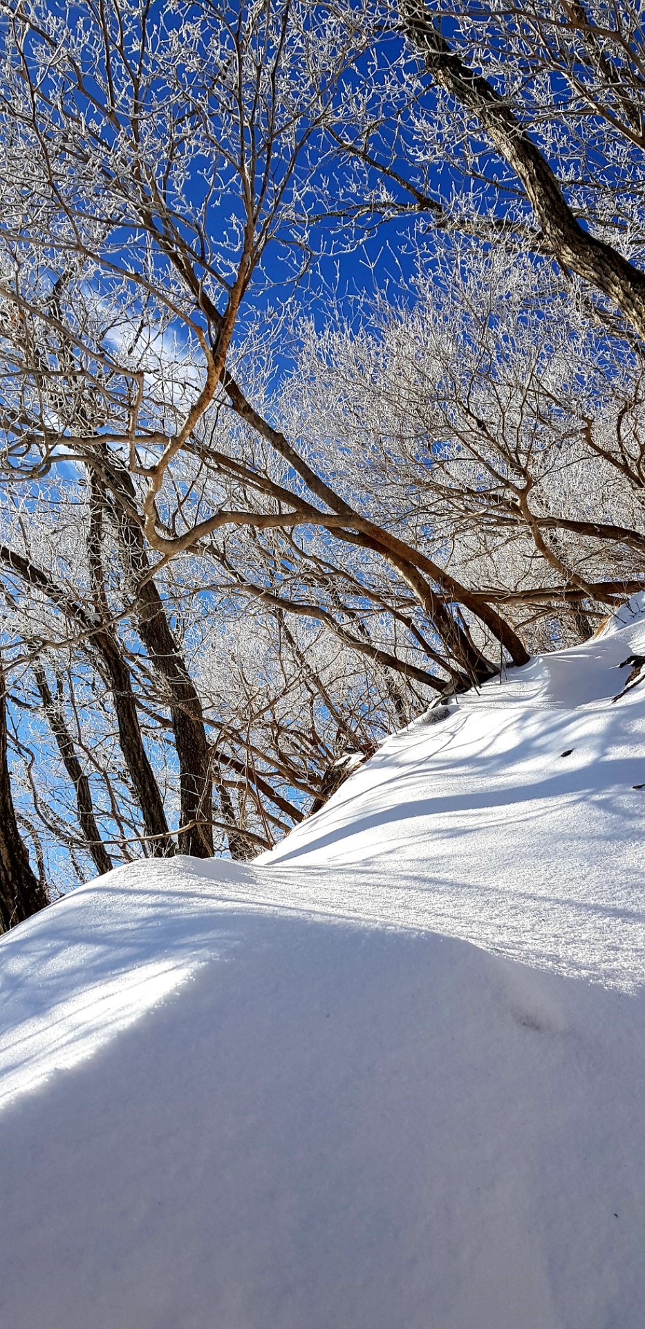 울산 가지산08 설경과 상고대