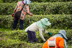 우슬뿌리-채취시기