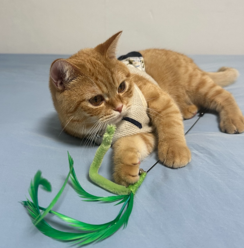 고양이 물기