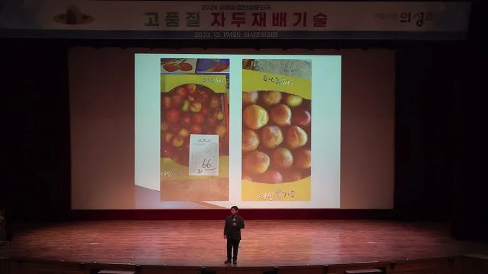 자두 재배 결과지 관리 칼슘 시비 낙과 예방_6