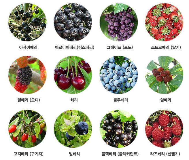 슈퍼푸드 베리류, 여성의 뇌 건강 지킴이 관련 이미지