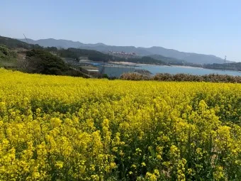 부안 수성당 유채꽃 히든스팟 개화시기_23