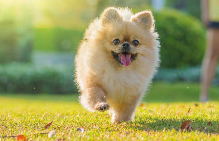 달리는 포메라니안