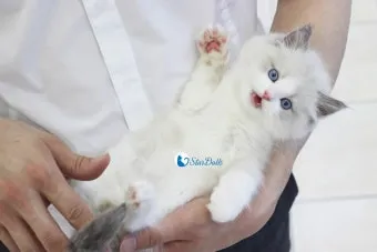 고양이 합사 방법 실패 스트레스 서열_8