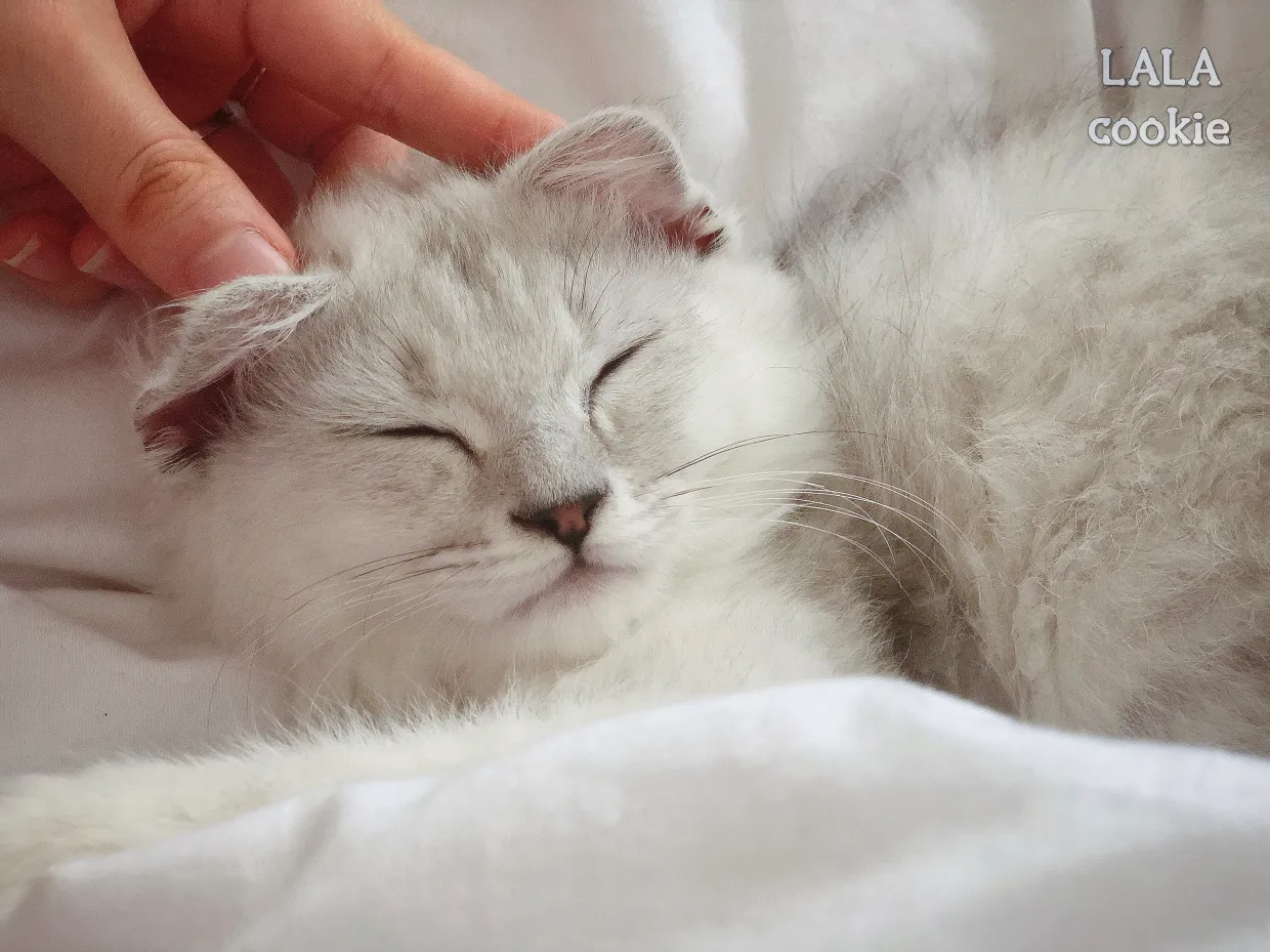 아기-고양이-입양