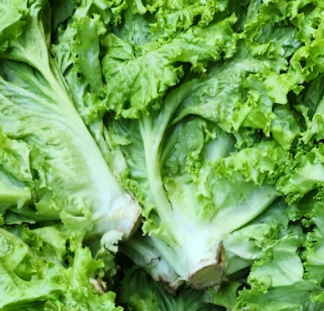 배추 효능 부작용 칼로리