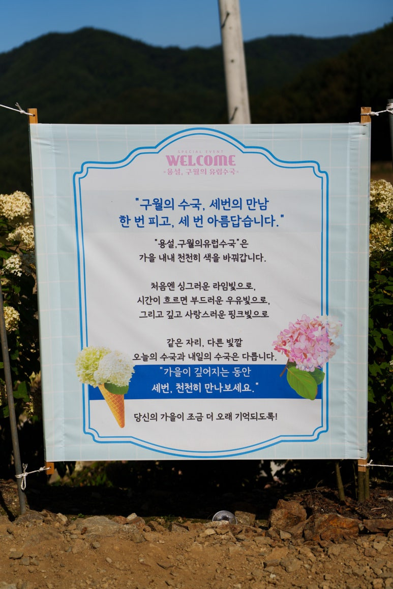 용설-수국축제-유럽수국-안내