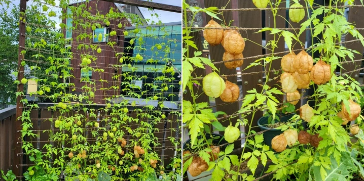 시들기-시작하는-풍선초-열매