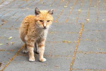 &amp;quot;길고양이
