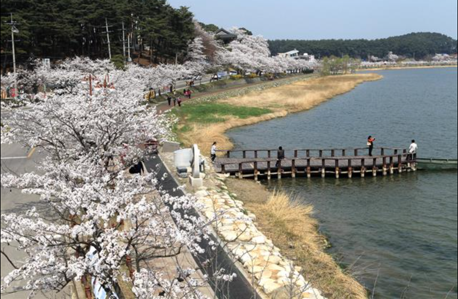 강릉 경포호 벚꽃 드라이브 봄 여행 명소