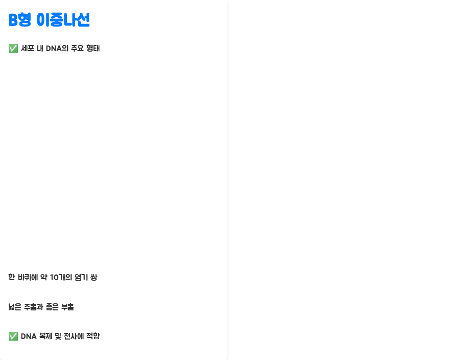 DNA 이중나선 구조, 왜 이렇게 안정적일까요? 분자생물학의 놀라운 비밀! - DNA 이중나선 구조의 다양한 형태와 안정성 - B형 이중나선: 세포 내 DNA의 주요 형태