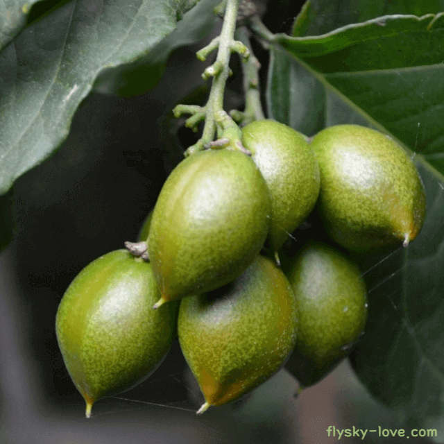 갱년기에 특효 카카두 플럼