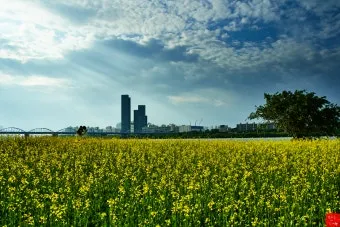 서래섬 유채꽃 축제 2025 서울 봄꽃 명소_11