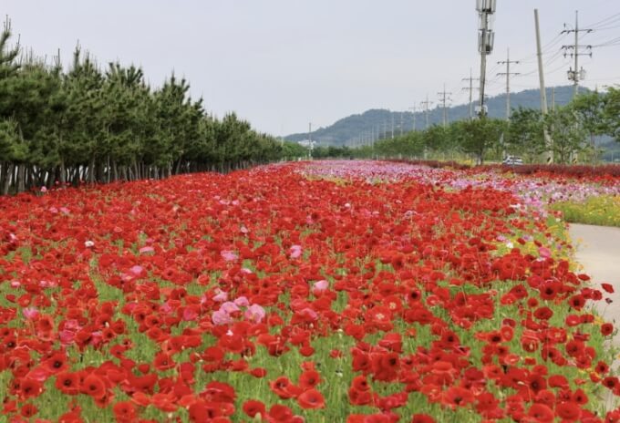 백조호수공원 봄꽃 행사