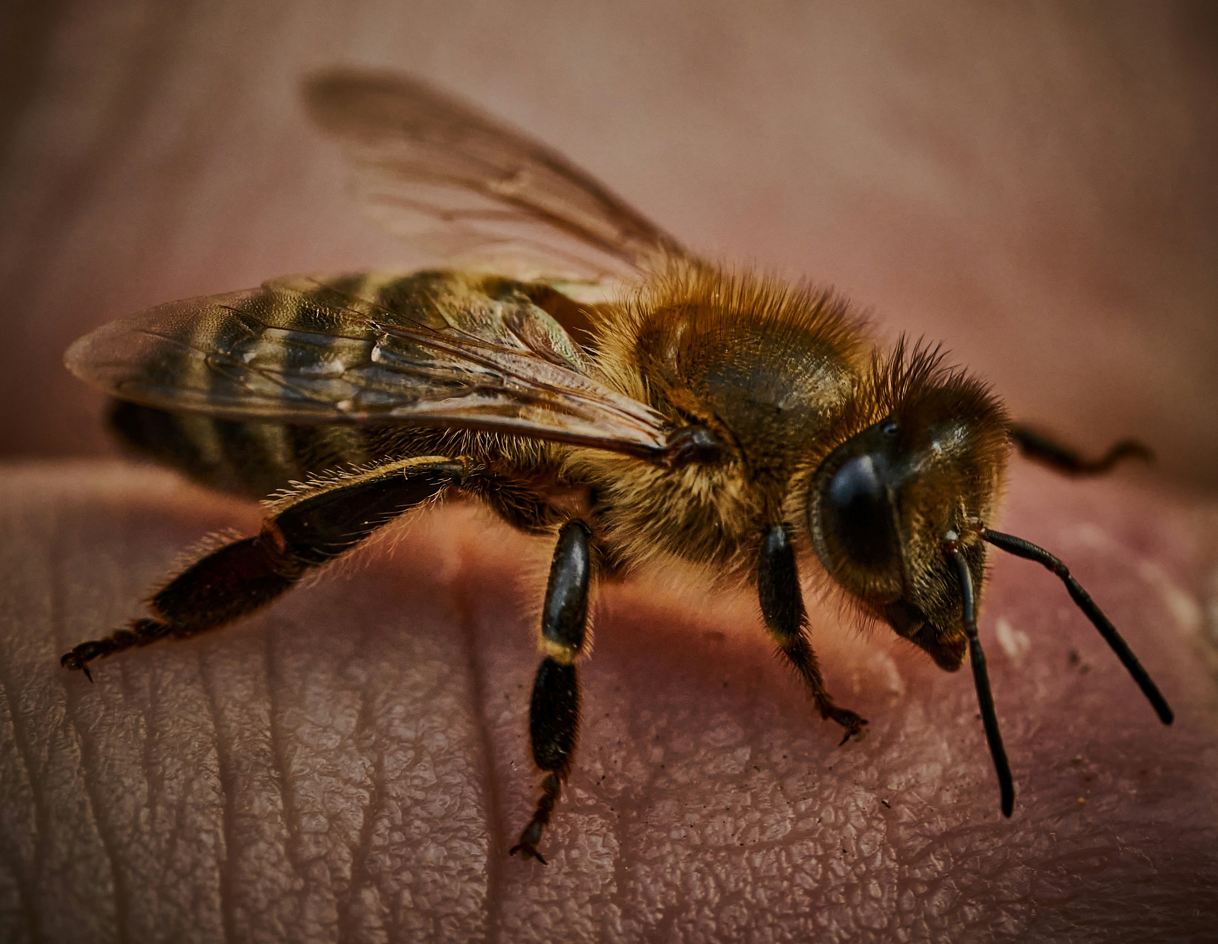 벌이 피부 위에 앉아 있는 모습, 벌쏘임 주의 필요