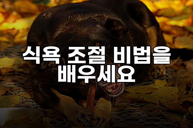 식욕 조절 비법을 배우세요
