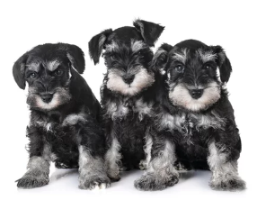 슈나우저 사진/출처:어도비스톡