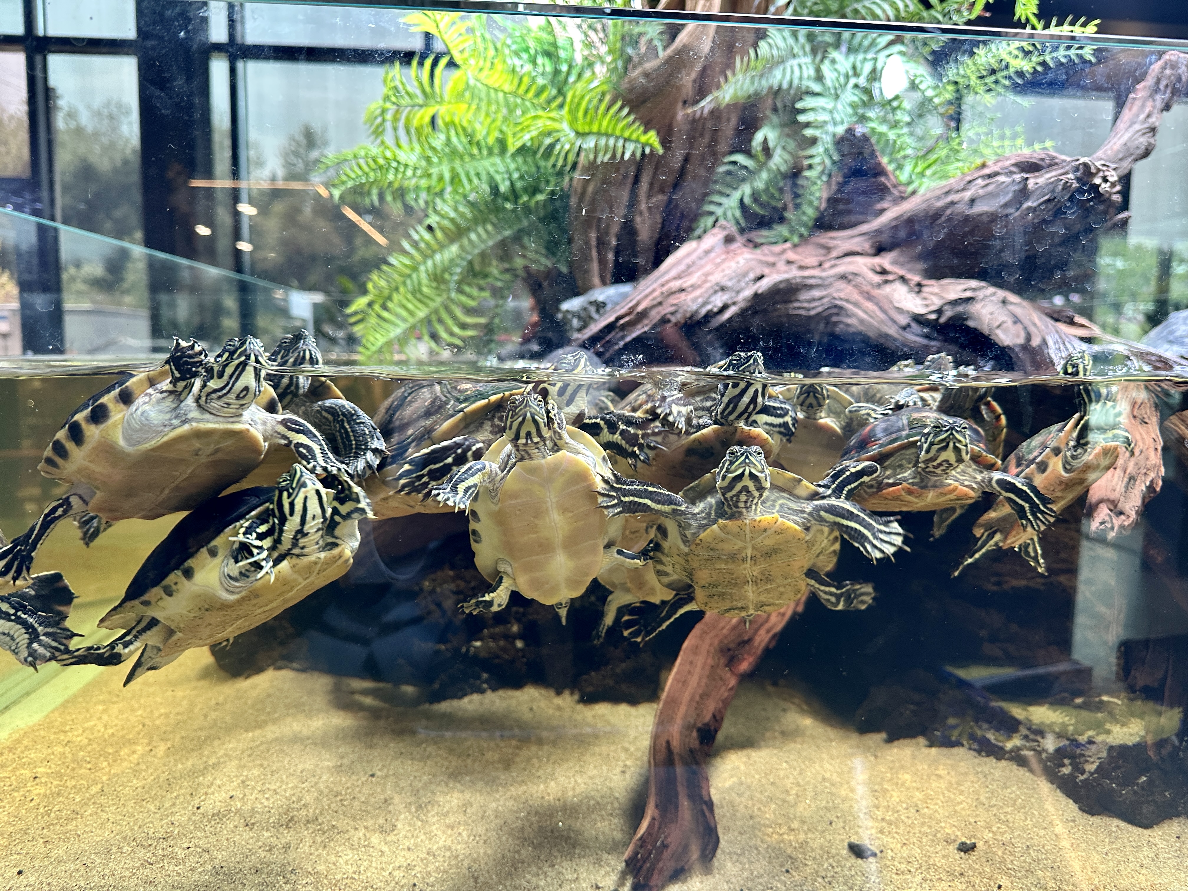 춘천 카페리움 거북이들