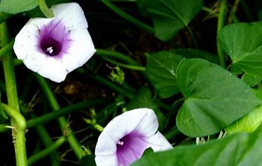 고구마 수확시기 및 고구마 효능