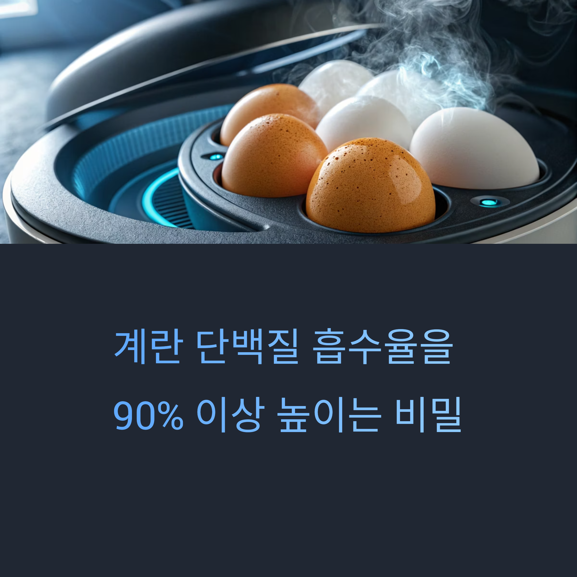 계란 단백질 흡수 잘되게 조리하는 법
