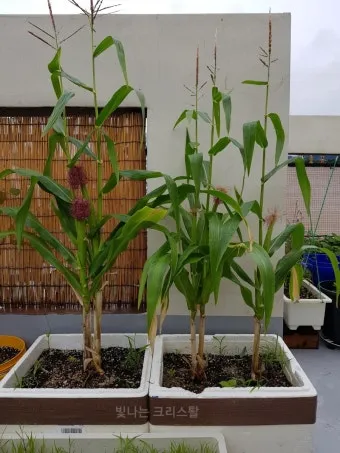 옥수수 키우는 법 품종 파종 수분수 당도 올리는 비결_17