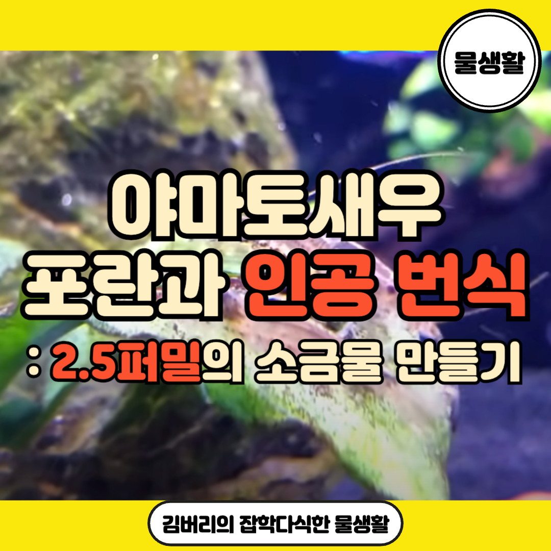 야마토새우 포란과 번식