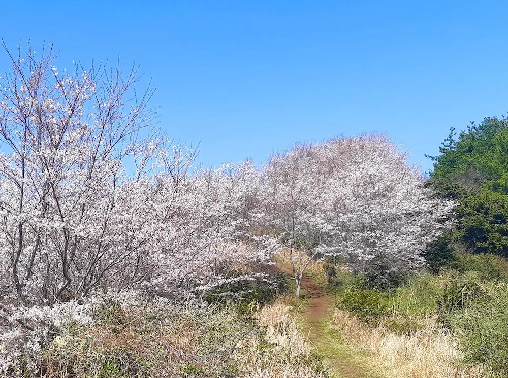 혈압을-낮추기위한-운동코스