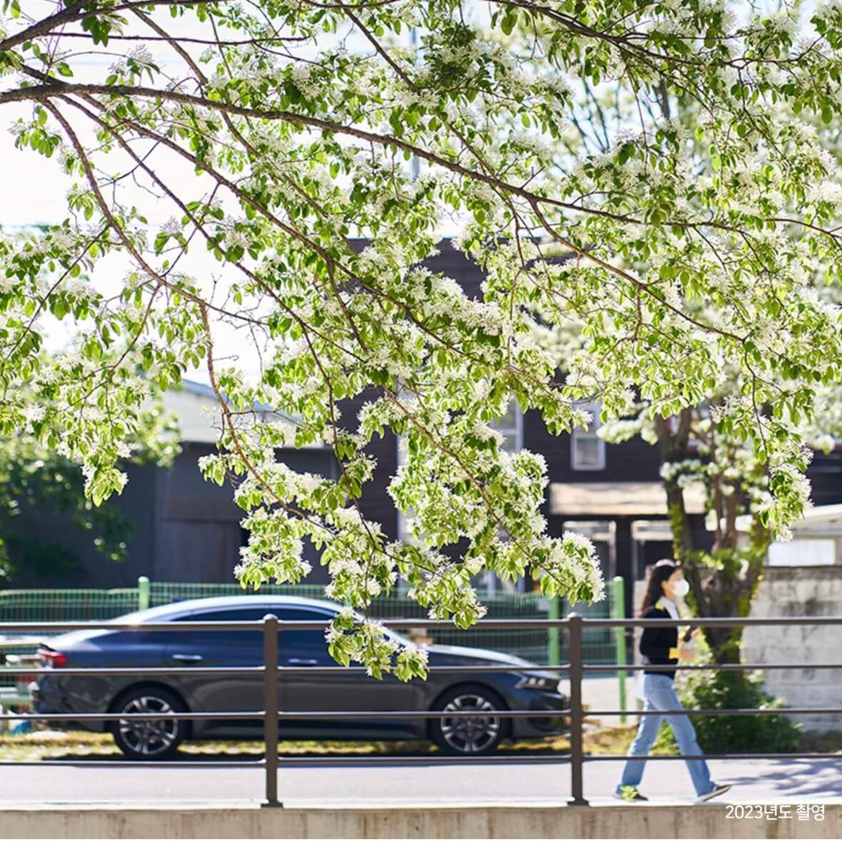 전주 이팝나무 철길