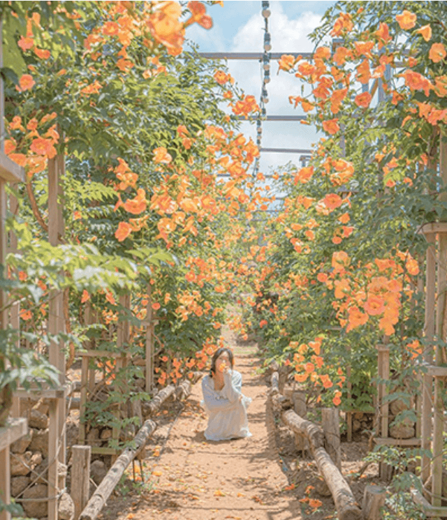 제주도 비체올린 능소화정원2