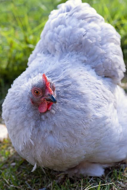 닭 농장에서 흔한 마이코플라즈마, 증상부터 예방까지