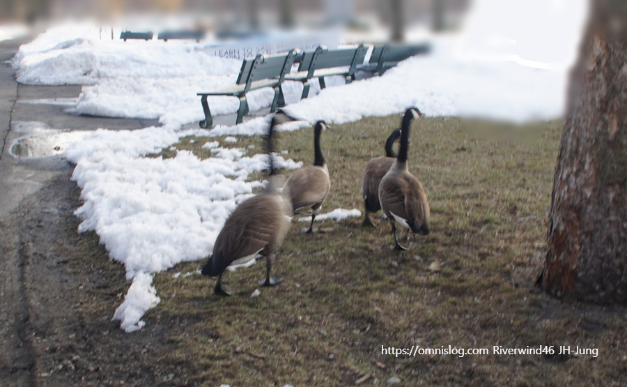 보스톤 기러기 Boston goose, Canada goose
