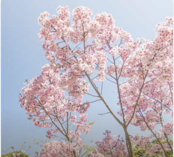 2025년 화담숲 이용요금 & 할인 혜택 총정리!(최대 할인받는 법)