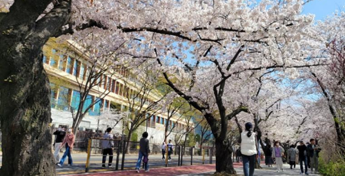 벚꽃 개화 시기 언제? 전국 벚꽃 명소 BEST 코스, 4월 여행지 추천!
