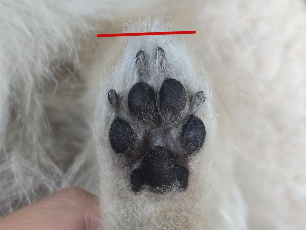강아지 발끝 털