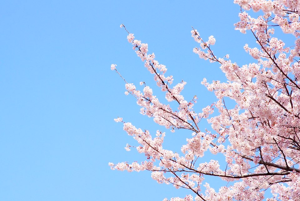경주 벚꽃축제 벚꽃명소 벚꽃마라톤 대회