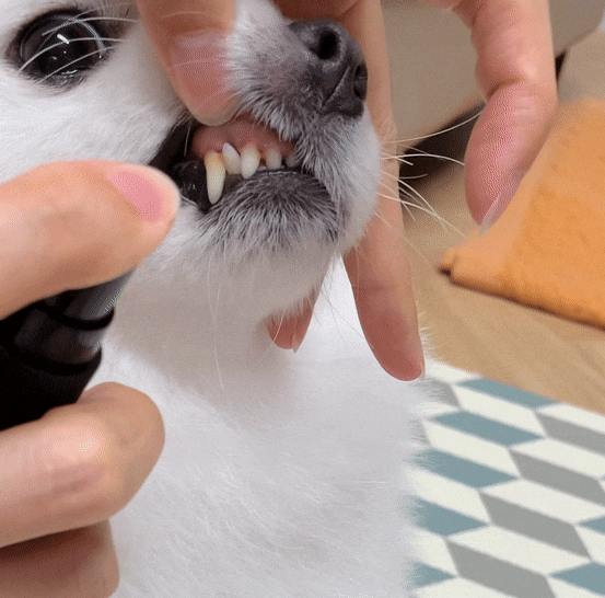 강아지 치주염 증상? 예방 및 관리 안 하면 생기는 일..