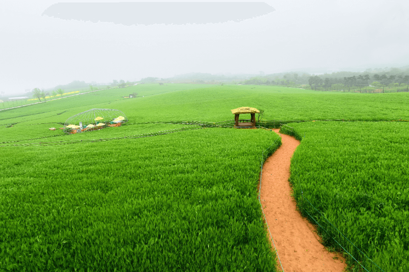 고창 청보리밭 축제