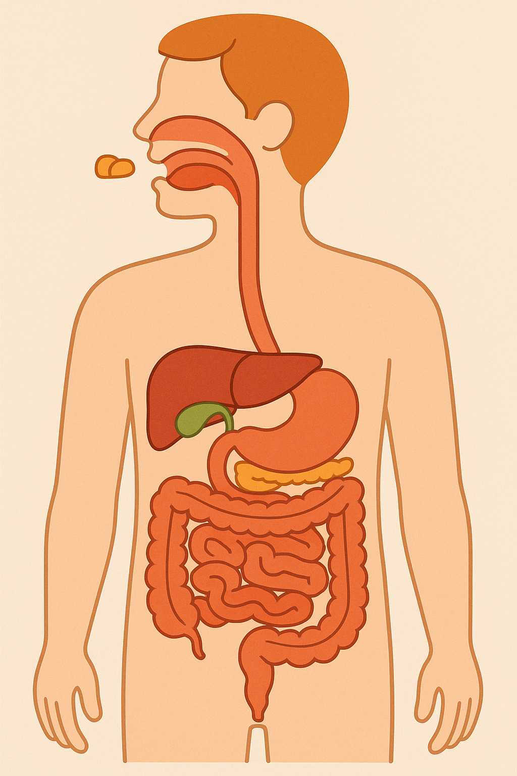 "씹는 음식에 최적화된 인간의 소화 구조"