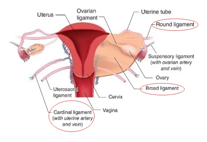 uterine ligament