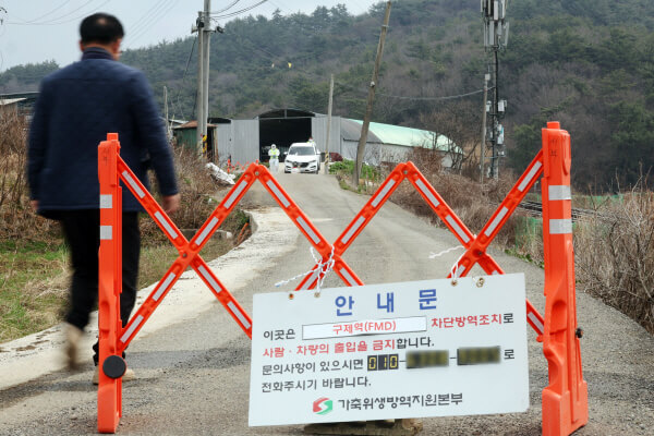 구제역 위기경보 ‘심각’ 단계… 전남 전역 확산에 방역 총력전