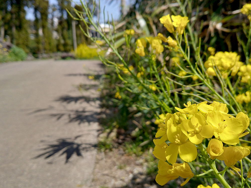 올레9코스, 대평포구에서 화순금모래해수욕장까지